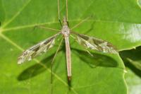 Tipula maxima