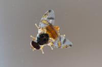 Ceratitis capitata