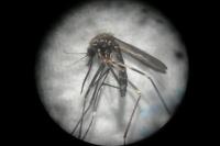 Ochlerotatus japonicus