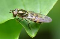 Xanthandrus comtus