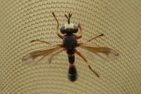 Physocephala vittata