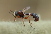 Physocephala vittata