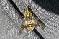 Chrysops relictus