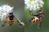Volucella inanis