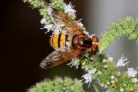 Volucella inanis