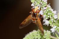 Volucella inanis