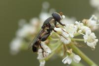 Syritta pipiens