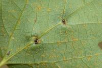 Harmandiola tremulae