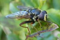 Sericomyia silentis