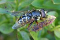 Sericomyia silentis