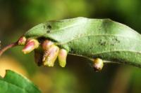 Craneiobia corni