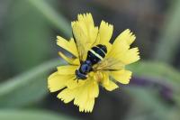 Dasysyrphus tricinctus