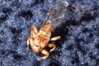 Lipoptena cervi