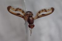 Toxoneura muliebris