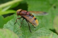 Volucella zonaria