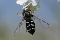 Scaeva pyrastri