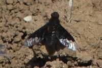 Hemipenthes morio