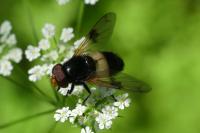 Volucella pellucens