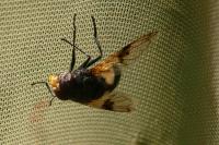 Volucella pellucens