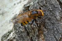 Volucella inanis