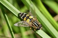 Helophilus trivittatus
