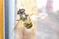 Eristalis tenax