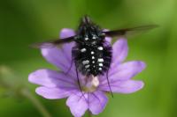 Bombylella atra