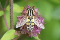 Helophilus trivittatus
