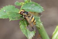 Volucella inanis