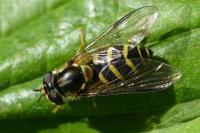Dasysyrphus albostriatus