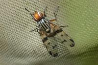 Otites porcus