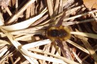 Bombylius major