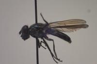 Cheilosia variabilis