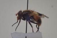 Volucella inflata