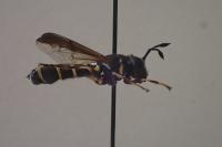 Ceriana conopsoides