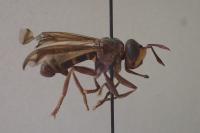 Conops vesicularis