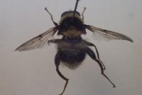 Sericomyia bombiformis