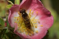 Episyrphus balteatus