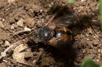 Tachina fera