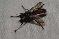Cylindromyia bicolor