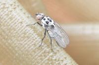 Anthomyia pluvialis