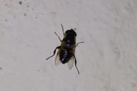 Eristalis tenax