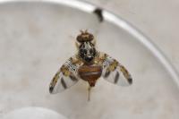 Ceratitis capitata