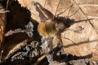 Bombylius major