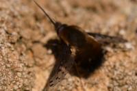 Bombylius discolor