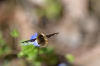 Bombylius major