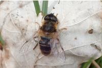 Eristalis pertinax