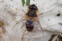 Eristalis pertinax
