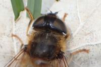 Eristalis pertinax