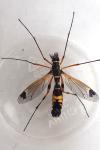 Ctenophora festiva